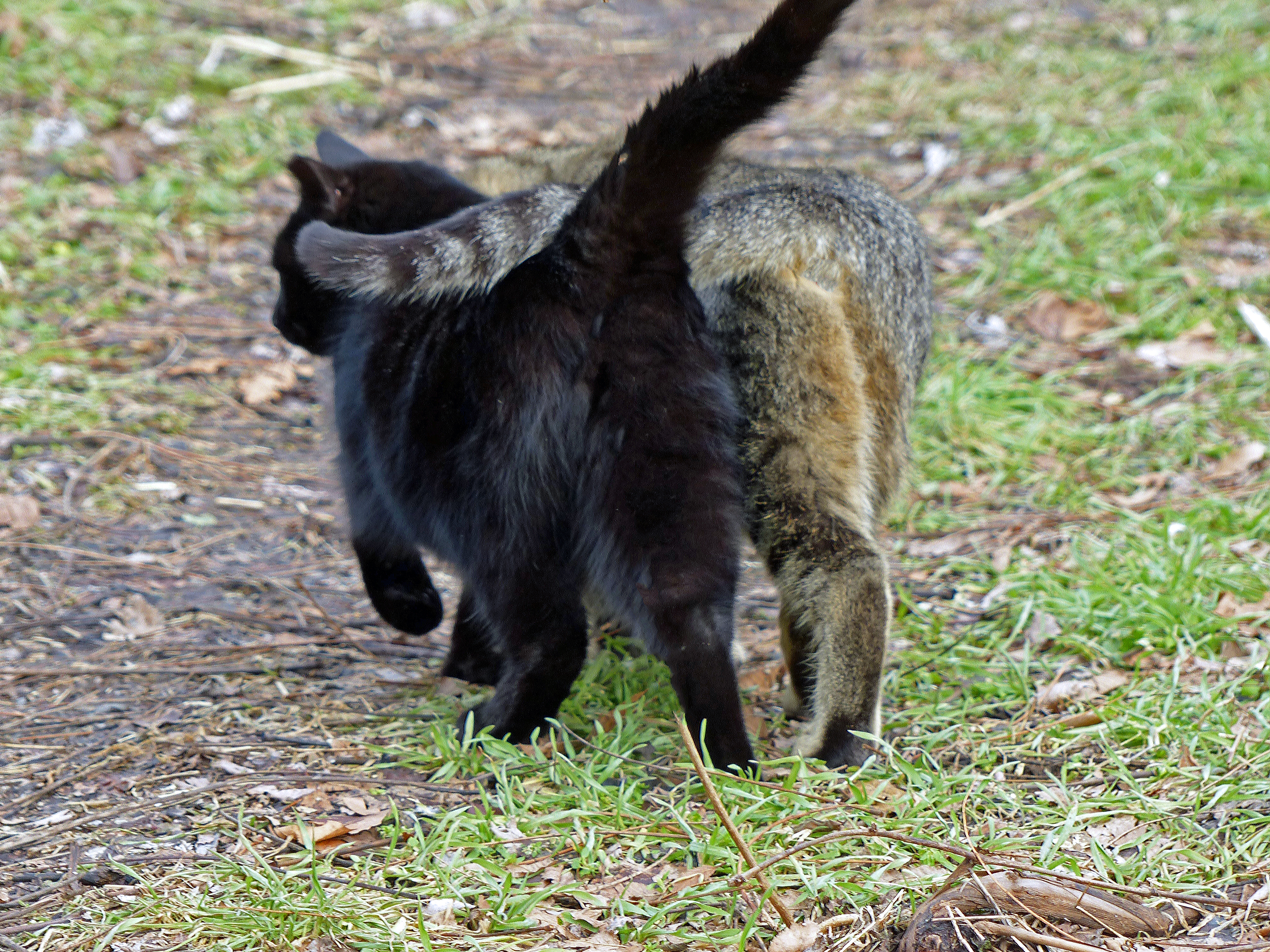 Community cat