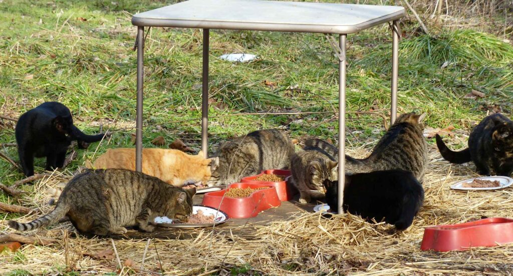 Community cats eating at a feeding station in Derry Township
